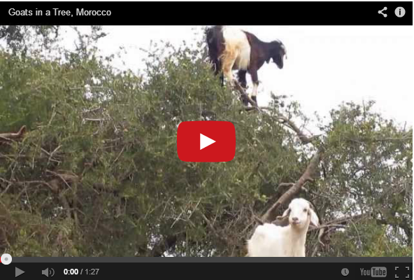 Goats on a tree { Very Amazing Video }