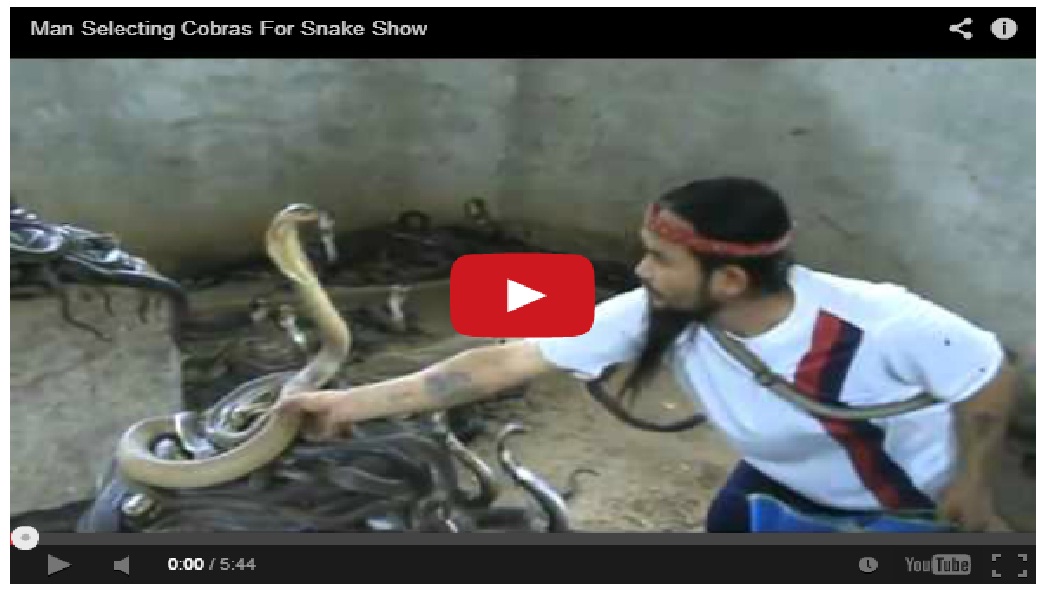 Amazing!! Man selecting cobras for the snake show