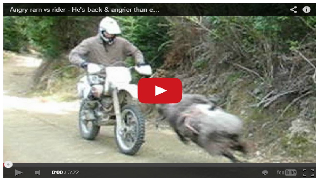 Crazy Mountain Ram Attacks Motorbike Rider