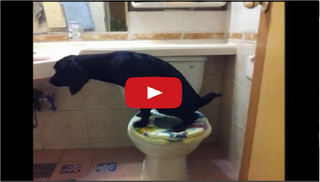 Amazing !! Dog uses a toilet correctly