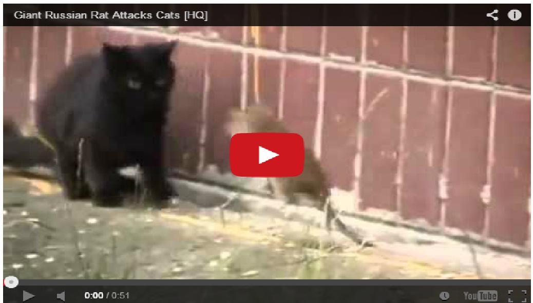 Unbelievable !! Giant Russian rat attacks cats