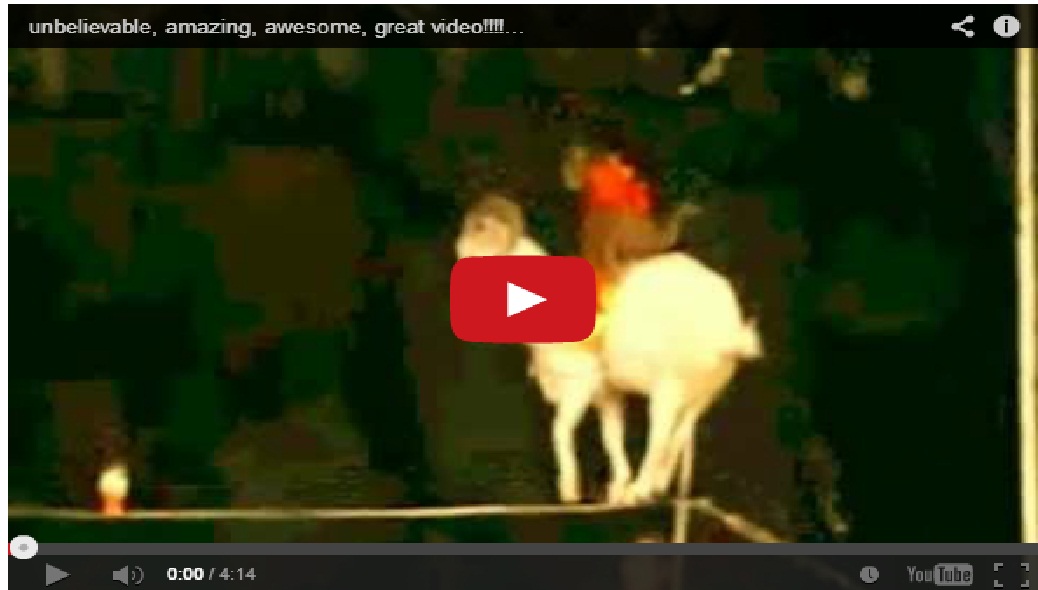 Great video !! Must watch !! Goat walking on rope