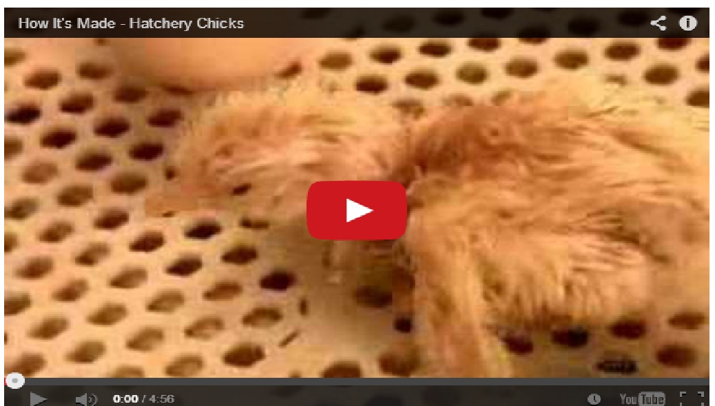 How it’s Made Chick !! Woow!!