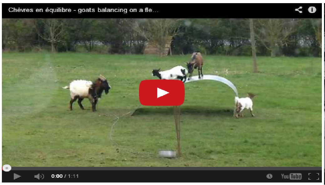 Amazing !! Goats balancing on a flexible steel ribbon