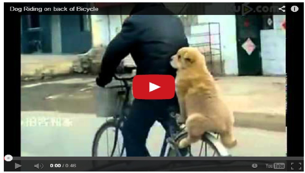 Dog enjoying a ride on a bicycle like a baby child