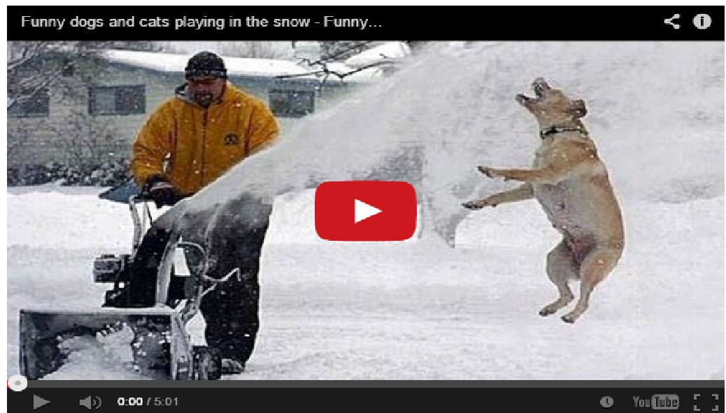 Funny dogs and cats playing in the snow