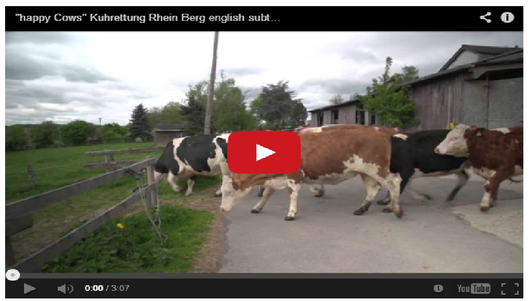 Watch happy cows running and galloping for joy