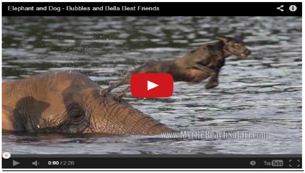 Must Watch !! Friendship of Elephant and Dog