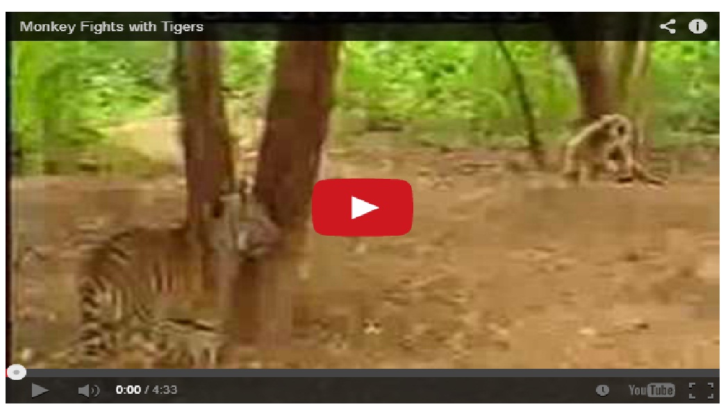 Very funny !! Monkey fights with Tigers