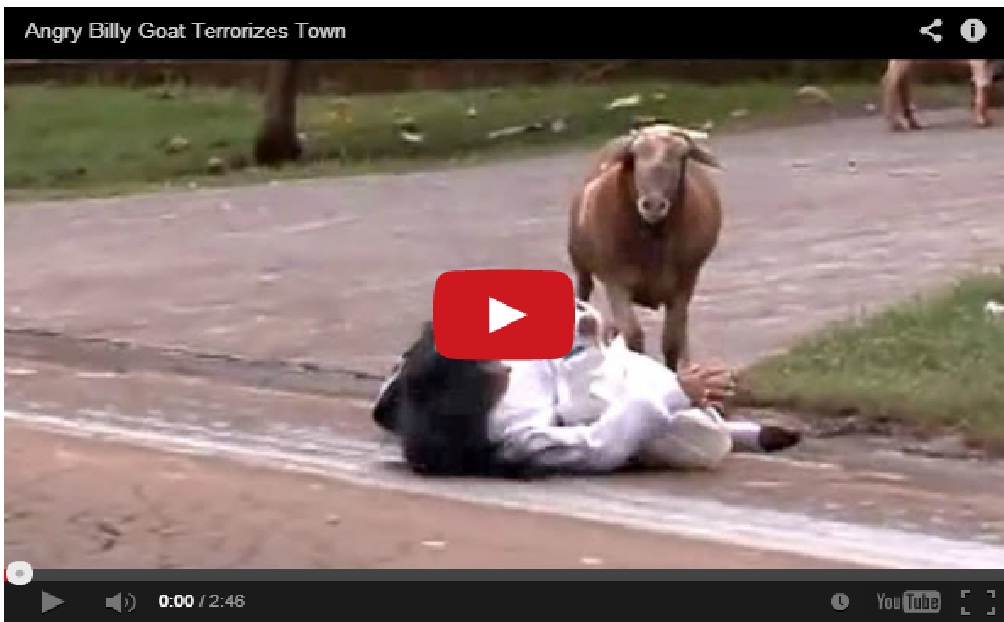 Haha Very Funny !! Angry billy goat terrorizes town