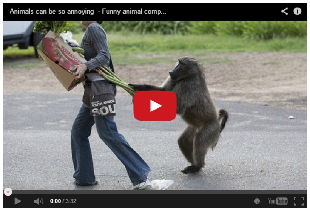 Haha !!!! Best funny animal compilation ever