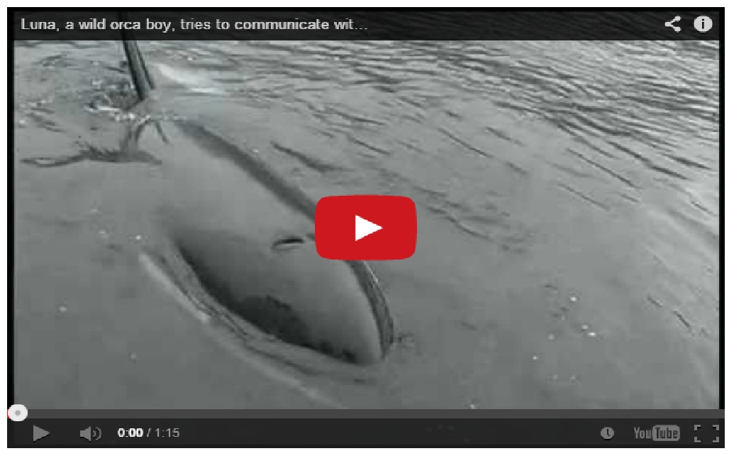 Amazing !! Killer whale tries to communicate with humans by imitating their boat’s motor