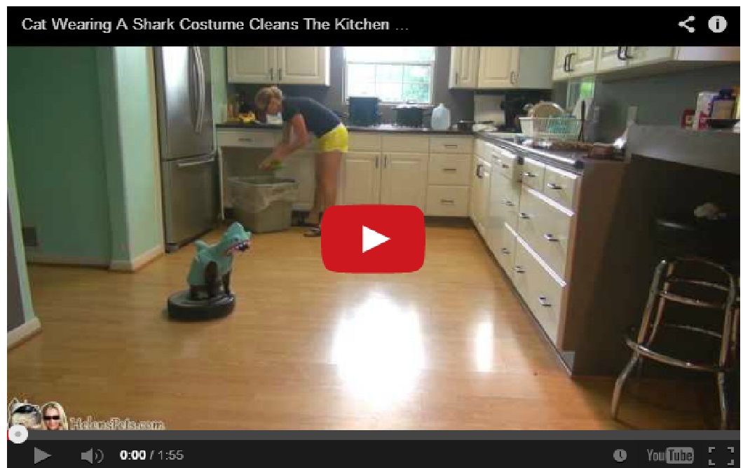 Amazing !! Cat cleans the kitchen on a Roomba