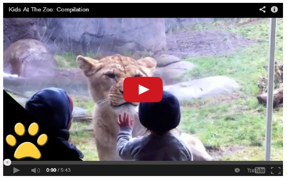 Funny Compilation !! Kids at the zoo
