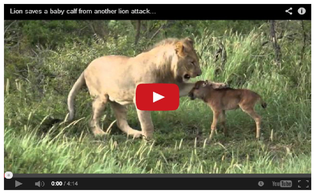 Watch a lion saves a baby calf from another lion attack