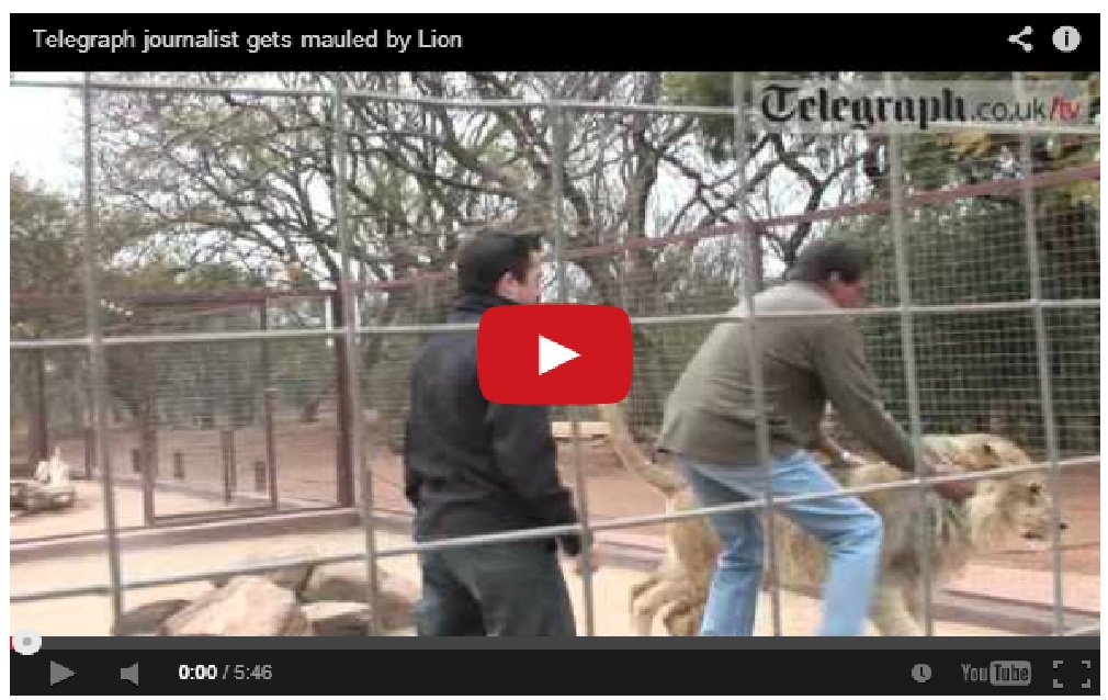 What an idiot – Lions are not pets!