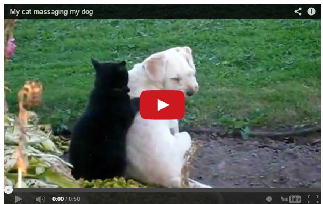 W0w!! Watch a cat massaging a dog