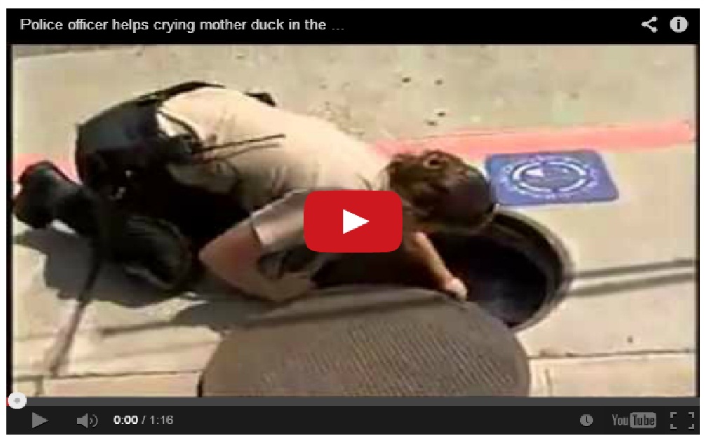 Must Watch !! Police officer helps crying mother duck in the city