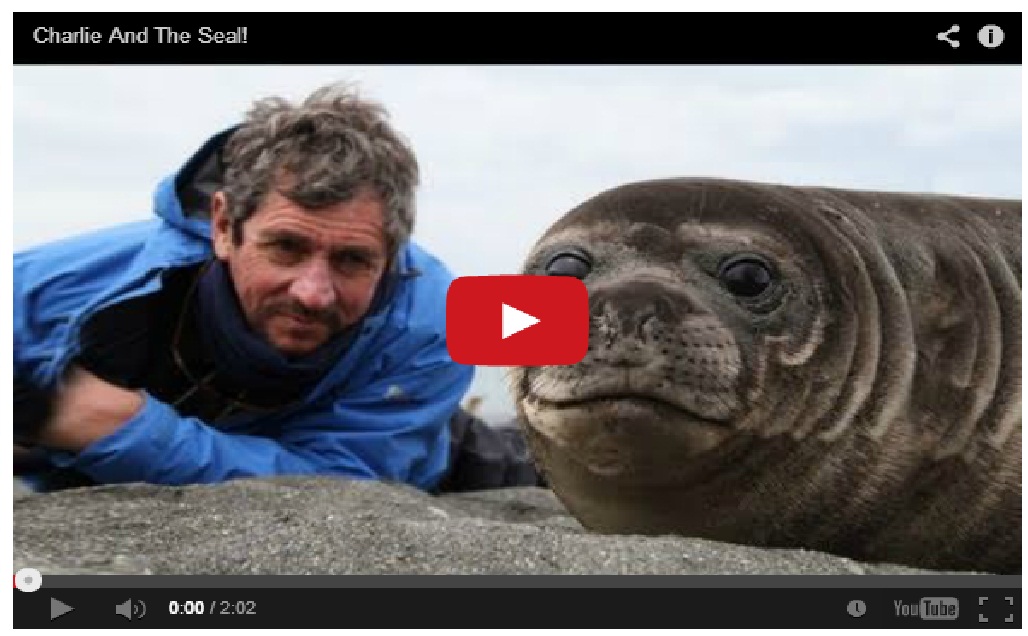 What this baby seal do will melt your heart