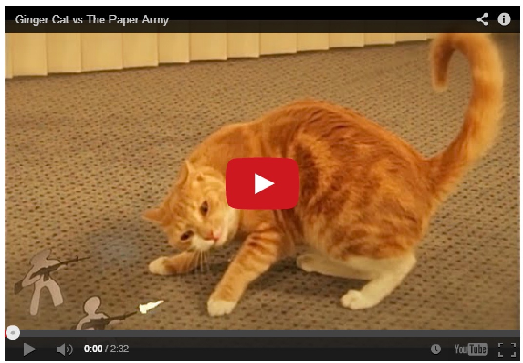 Must Watch !! The War between a Ginger Cat and the Paper Army