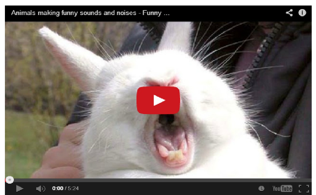 Haha !! Animals making funny sounds – Funny animals compilation