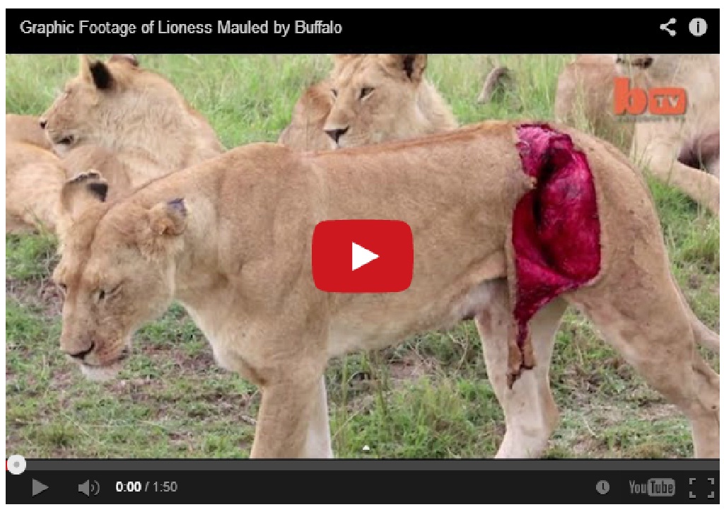 Vets Miraculously Save Life Of Lioness Who Got Mauled By Buffalo!