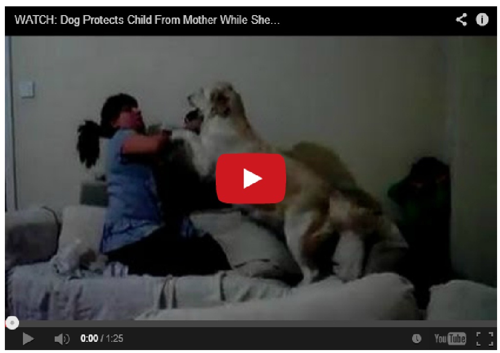 Must Watch !! Dog protects child from mother