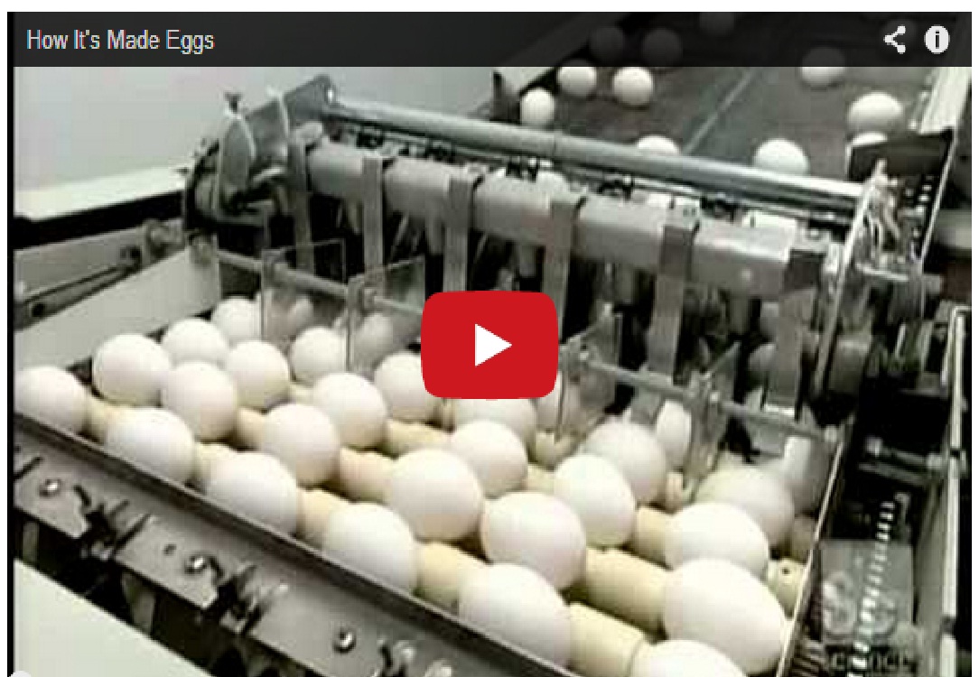 The Video The Egg Industry Doesn’t Want You To See