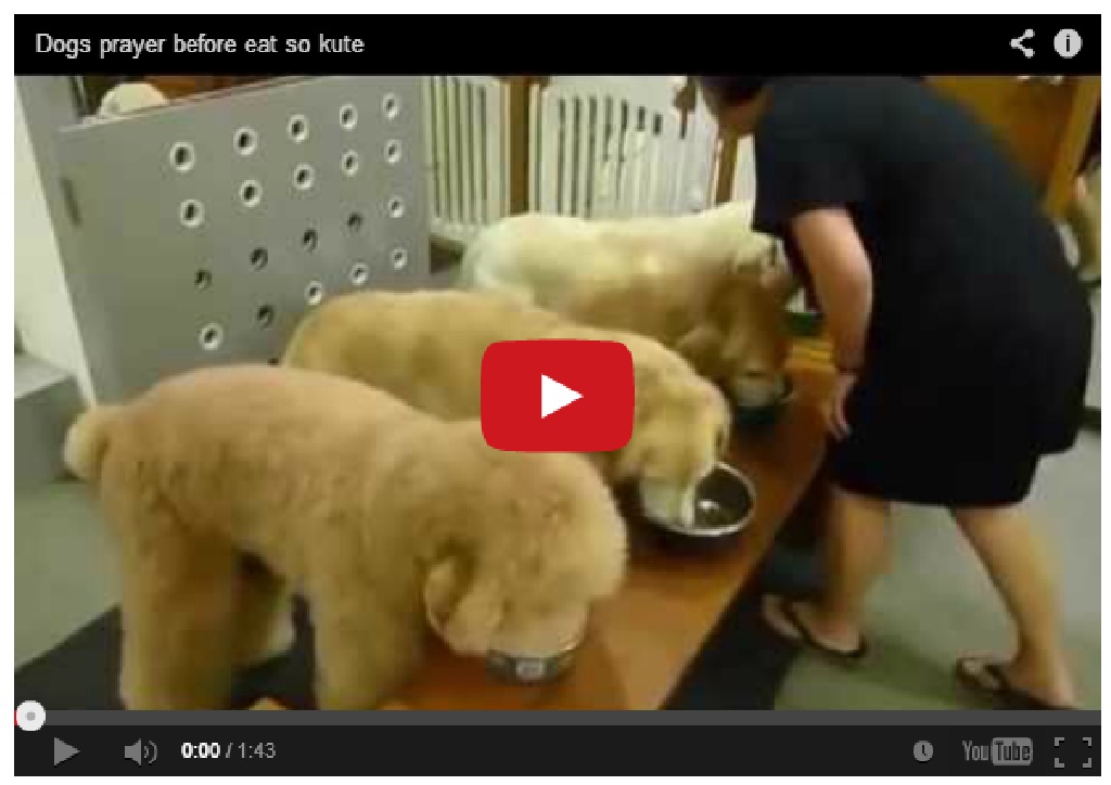 Really Cute !! Dogs saying prayer before eating