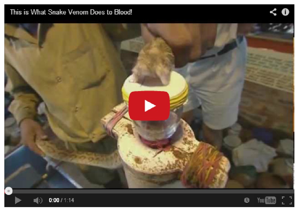 OMG!! This is what snake venom does to your blood