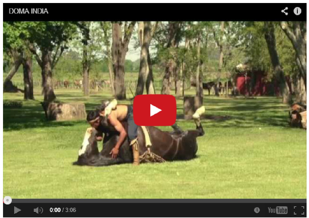Must Watch !! Method to educate and train horses