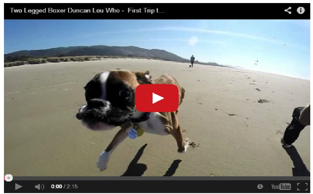 Must Watch !! How can this dog run like a wind on just two legs ?
