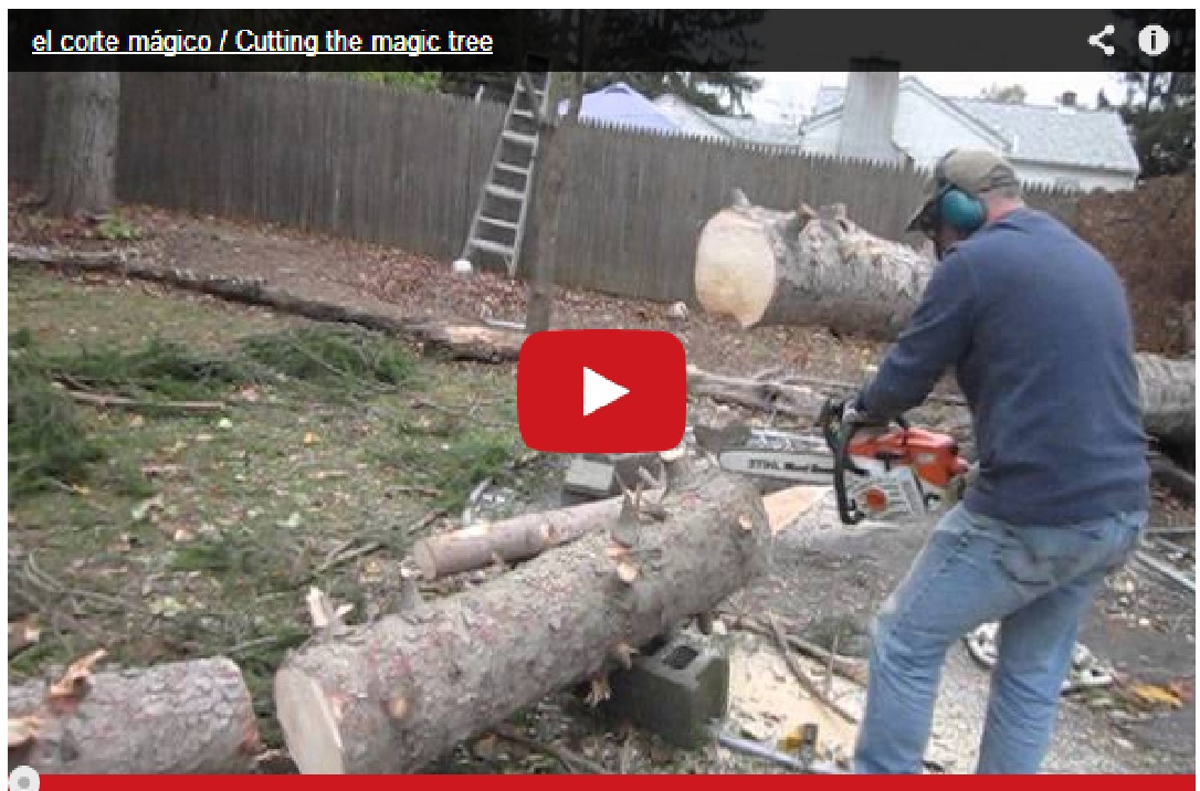 Funny !! Cutting the Magic Tree