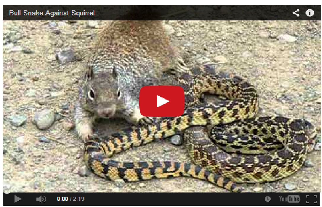 Unbelievable fight !! Bull snake against squirrel