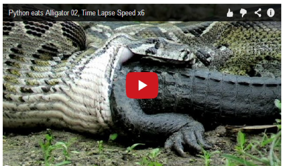 You Will NEVER Believe !! Python Eats Alligator Time Lapse
