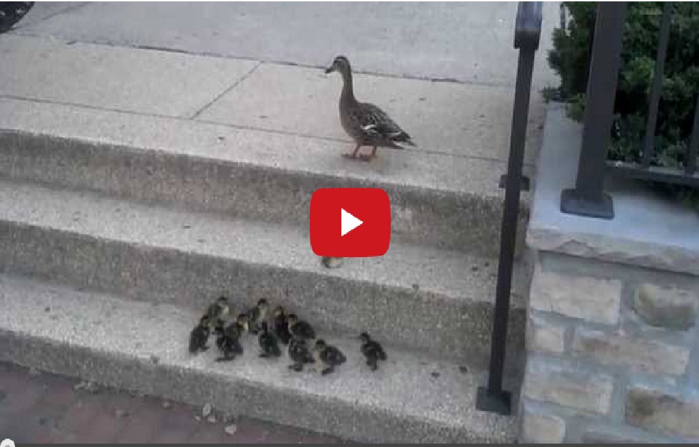 The cutest family of ducks trying to climb stairs