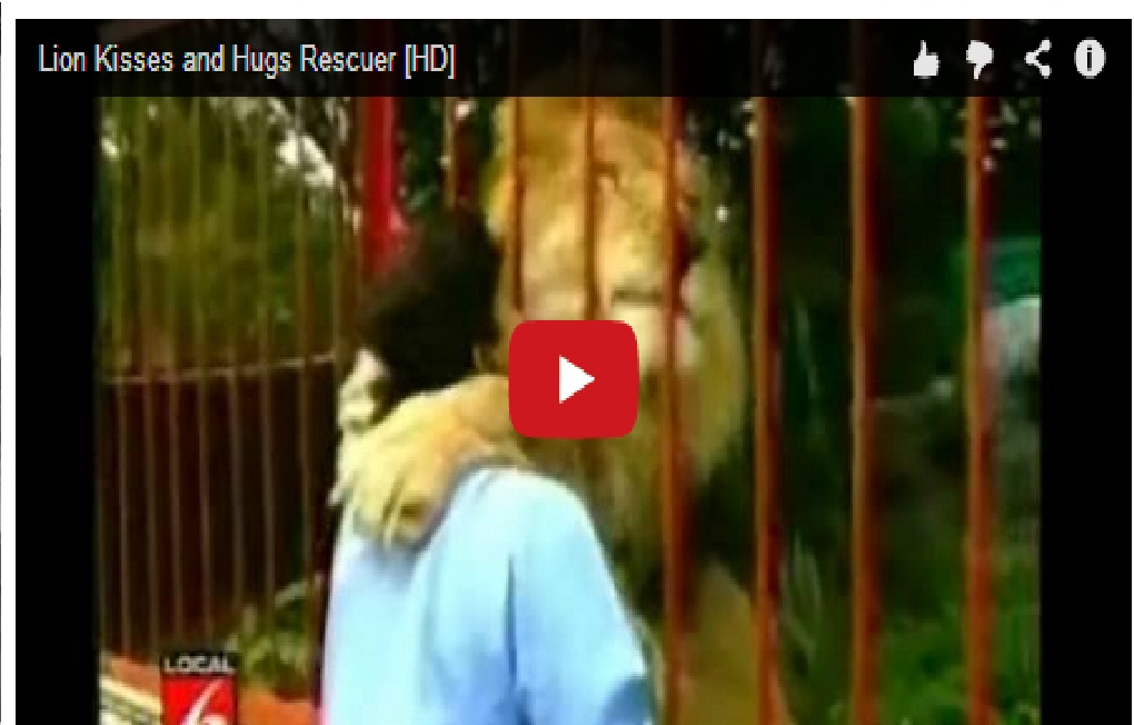 Lion Hugs and Kisses Rescuer 6 Years After She Saved His Life