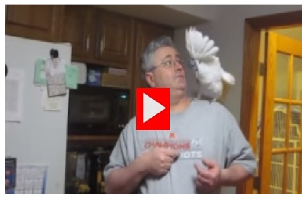 TOO FUNNY! The Most Hilarious Argument With A Bird! This Is So Funny!!