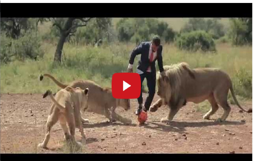 You wouldn’t believe what this man do: Playing football with wild lions