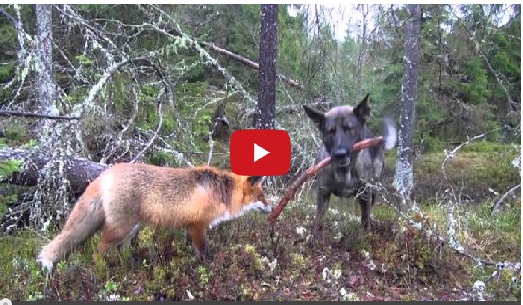 An Unsual Friendship: Fox And Dog!