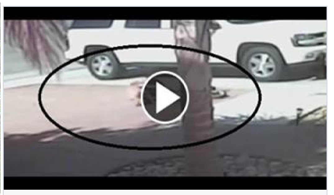 Amazing Video!! Hero Cat Saves Boy From Dog Attack