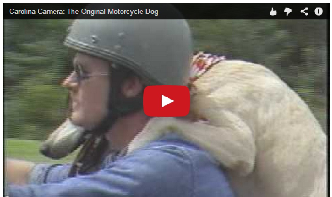 Amazing !! The original motorcycle dog
