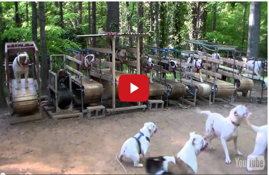 You’ve Never Seen Anything Like This: Dog Gym