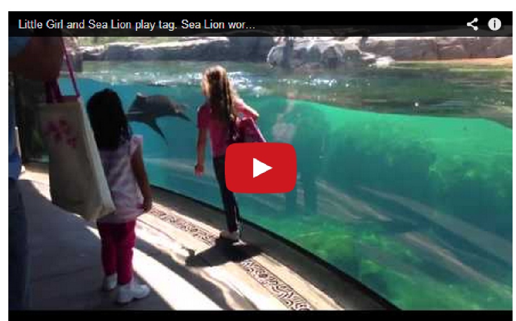 Awe-inspiring !! Little girl and sea lion