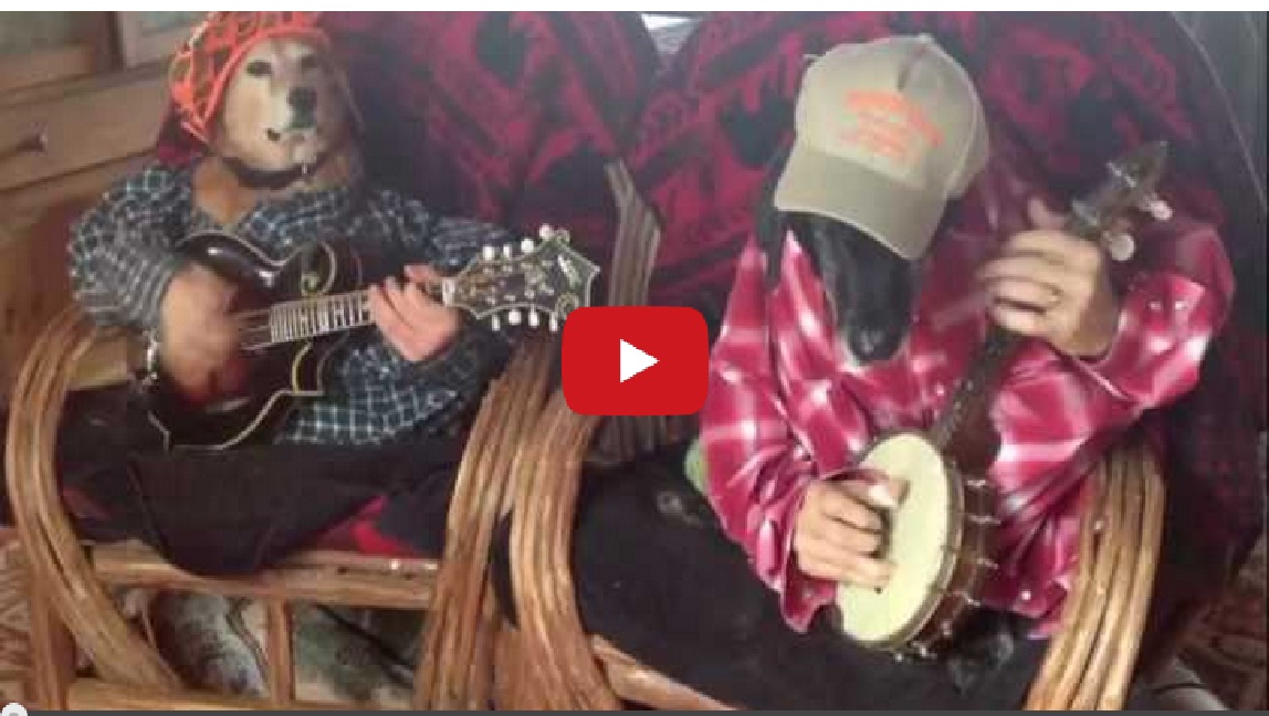 Two Dogs Play Bluegrass – Lmao!