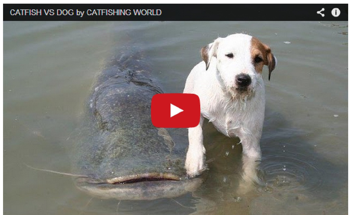 Unbelievable !! Dog catches a catfish