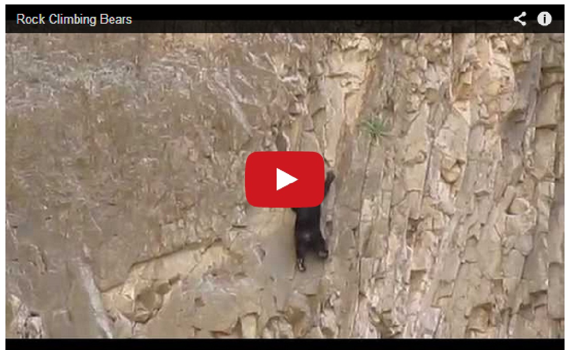Must Watch !! Rock climbing bears are more impressive than humans