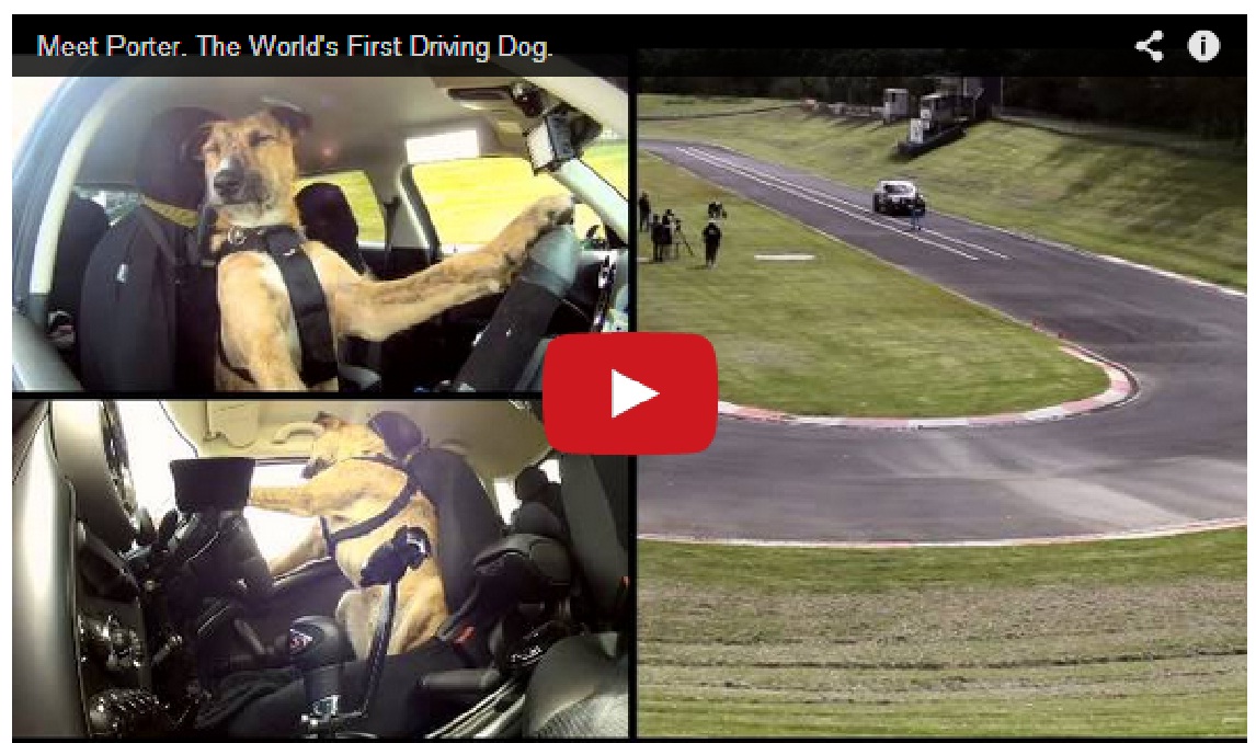 Amazing !! First driving dog in the world